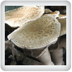 Medicinal Button Mushroom