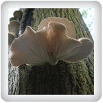 Tree Oyster Mushrooms